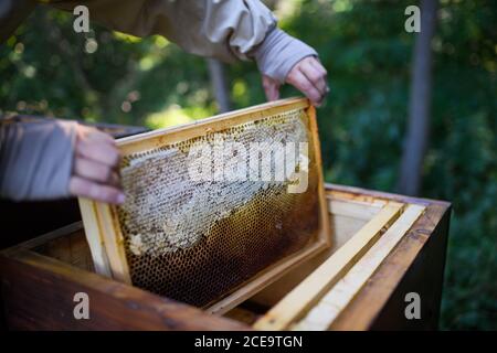 Un apicultor de hombre irreconocible que sostiene el marco de panal de abeja en un apiario.