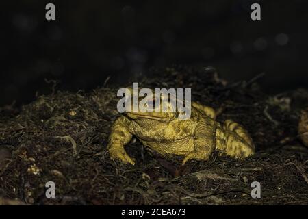 Primer plano de un sapo amarillo con ojos rojos abultados sobre un fondo borroso
