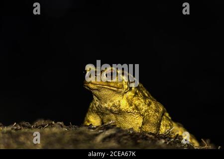 Primer plano de sapo amarillo con ojo rojo abultado aislado sobre un fondo oscuro