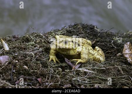 Primer plano de un sapo amarillo con ojos rojos abultados sobre un fondo borroso