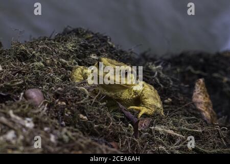 Primer plano de un sapo amarillo con ojos rojos abultados sobre un fondo borroso