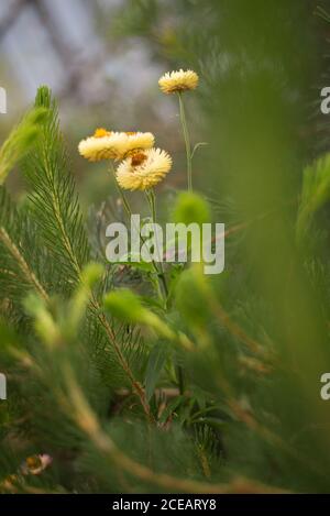 Australian Wild Strawflower Helichrysum bracteatum Xerochrysum Amarillo Golden Flor perdurable Orange Royal Botanical Gardens en Kew, Richmond London Foto de stock
