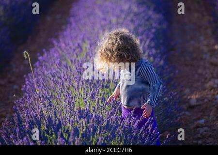 Pequeña chica rizado de pie en el arbusto de flores de lavanda en flor en el campo explorando el follaje bajo la luz del sol de†