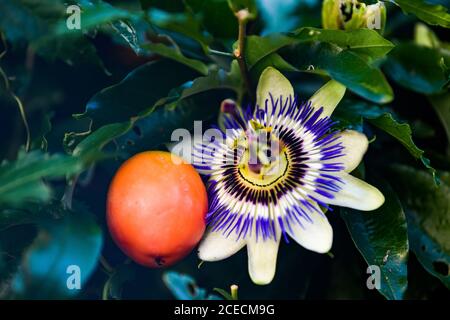 Passiflora caerulea, la flor azul de la pasión, flor de la pasión azul o flor común de la pasión - Passifloraceae Foto de stock