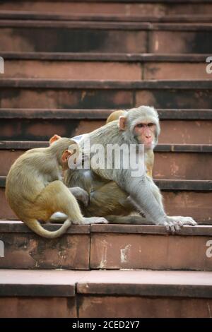 Monos buscando pulgas y piojo en el parque Foto de stock