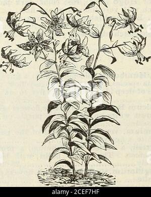 . John Saul's Washington viveros catálogo de plantas para la primavera de 1888. DOBLE LIRIO TIGRE. Rubrum, lirio de Japón, tallo de dos a tres feetheigh, color blanco, sutlussd con rojo, y punteado con brillante carmesí en la superficie interior 25 Macranthum, una variedad de rubrum, floresgrande y muy coloreado 40. LILIUM SPECIOSUM. Monstrosum Album, blanco, monstrous Flow-ered 40 roseum, rosa manchada, florido 40 rubrum, carmesí, florido 40 precox, floración temprana y variedad distinta, flores blanco puro 50 roseum, blanco, manchado con rosa 20 MISCELÁNEO * Agapanthus Umbellatus (lirio africano), grande