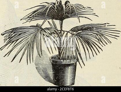 . John Saul's Washington viveros catálogo de plantas para la primavera de 1888. PRITCHARDIA FILAMENTOSA. LATANIA BORBONICA.