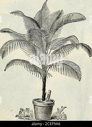 . John Saul's Washington viveros catálogo de plantas para la primavera de 1888. Sanseveria Guinionsis. 75 centavos. Zeylanica. 50 centavos.*Tillandsia.*Zahnii (zebrina). SI 50.*splendens (zebrina).♦Manzana de pino variegada (Ananasia Sativa Variegata). $2.50.*Vriesia Glaucophylla. Brachystachya, un encantador piant,para]iagelight verdwith barras transversales de un verde oscuro; flores ycarmesí amarillo, duran tres meses en belleza. Sección 2.00 cada una de LAS NUEVAS Y RARAS PLANTAS HERMOSAS del ALFD. 63 * PALMERAS. Estamos cultivando algunas de las más deseables y populares de estas hermosas plantas, cuyos precios varían con el heig