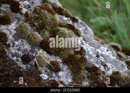 Pulvinato musgo de roca seca sobre una piedra Foto de stock