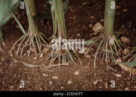 Vista de cerca de las raíces pegadas del maíz en marrón tierra en el campo de maíz Foto de stock