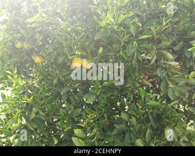 Una foto de primer plano de un árbol naranja con muchos verdes las hojas y el sol Foto de stock