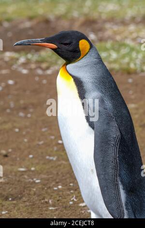 Perfil de un pingüino rey en Volunteer Point, Islas Malvinas. Foto de stock