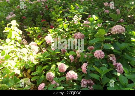 Algunas flores rosadas en un jardín verde con la luz del sol Foto de stock