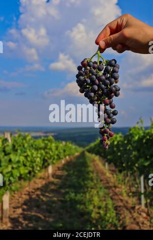 La mano humana sostiene el ramo de uvas rojas en el viñedo moravo. Primer plano de la uva Roja durante el día soleado en el área protegida del paisaje de Palava. Foto de stock