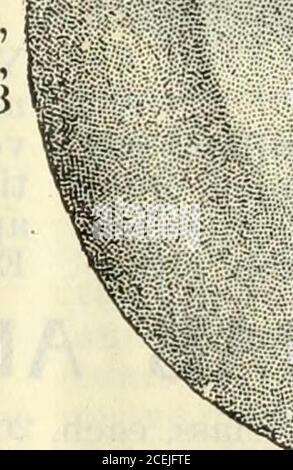 . El catálogo ilustrado de Lovett: Árboles y plantas.