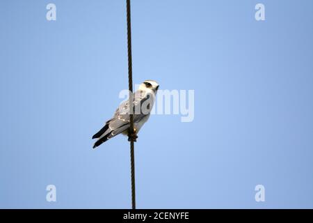 Cometa, shikra, halcón, águila, águila, águila, águila, kestrel y otras aves de presa en Pakistán