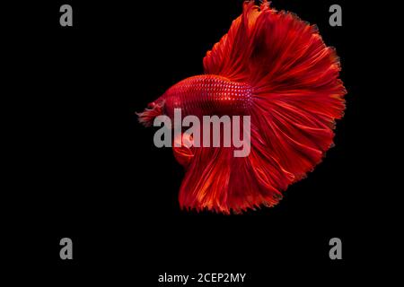 Rojo Siamese lucha peces Betta splendens, sobre fondo negro, Betta Fancy Koi Halfmoon Plakat Foto de stock