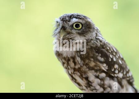 Little Owl / Minervas Owl ( Athene noctua ), pequeñas especies de búhos, muy difundidas en toda Europa, se ve linda y divertida. Foto de stock