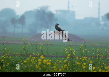 Cometa, shikra, halcón, águila, águila, águila, águila, kestrel y otras aves de presa en Pakistán