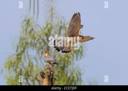 Cometa, shikra, halcón, águila, águila, águila, águila, kestrel y otras aves de presa en Pakistán