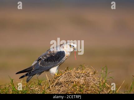 Cometa, shikra, halcón, águila, águila, águila, águila, kestrel y otras aves de presa en Pakistán