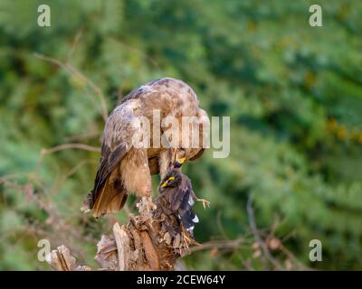 Cometa, shikra, halcón, águila, águila, águila, águila, kestrel y otras aves de presa en Pakistán