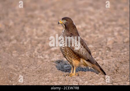 Cometa, shikra, halcón, águila, águila, águila, águila, kestrel y otras aves de presa en Pakistán