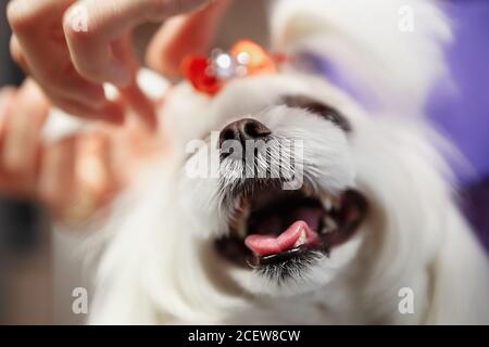 Lindo perro de juguete blanco maltés siendo arreglado en el arreglo profesional Salon.Funny cachorro blanco decorativo