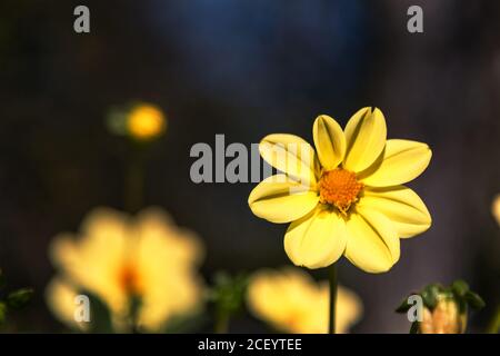 Flor amarilla Zinnia, fondo borroso. Hermosa naturaleza. Foto de stock