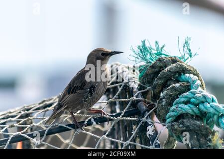 Starling ave femenina sentada en la parte superior de jaulas trampa de cangrejo en pilas, jaulas utilizadas para atrapar grandes cantidades de cangrejos en Mudeford Quay Reino Unido, poco pájaro mirando Foto de stock