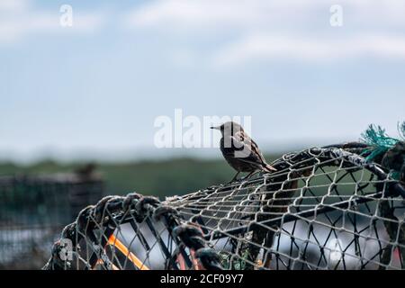 Starling ave femenina sentada en la parte superior de jaulas trampa de cangrejo en pilas, jaulas utilizadas para atrapar grandes cantidades de cangrejos en Mudeford Quay Reino Unido, poco pájaro mirando Foto de stock