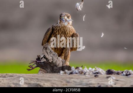 Cometa, shikra, halcón, águila, águila, águila, águila, kestrel y otras aves de presa en Pakistán