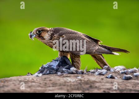 Cometa, shikra, halcón, águila, águila, águila, águila, kestrel y otras aves de presa en Pakistán