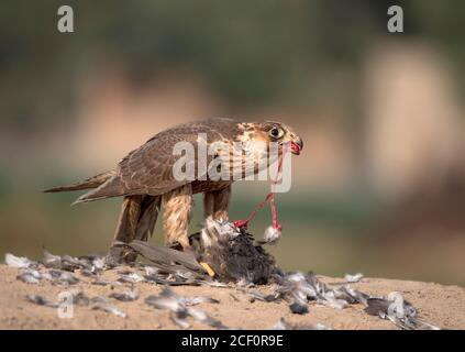 Cometa, shikra, halcón, águila, águila, águila, águila, kestrel y otras aves de presa en Pakistán