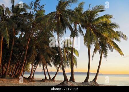Paraíso limpio y vacío Playa Blanca de la Isla Boracay con muchos cocoteros al atardecer, Aklan, Visayas, Filipinas,