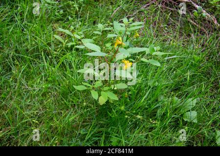 No me toque Balsam creciendo en el bosque, también llamado Impatiens noli tangere o grosses Springkraut