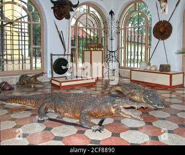 Reptiles peligrosos con dientes puntiagudos y afilados en el conservatorio del antiguo castillo de caza del conde Gyula Andrássy.