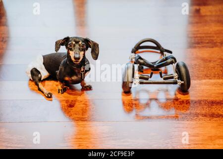 Discapacitado paralizado Dachshund perro sentado cerca de la silla de ruedas en el laminado Foto de stock