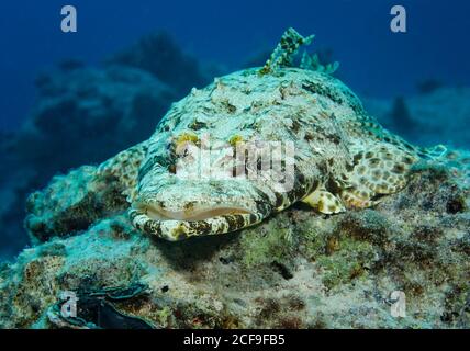 Cocodrilos del océano Índico, papillloculiceps longiceps, en el arrecife de Hamata, Mar Rojo, Egipto