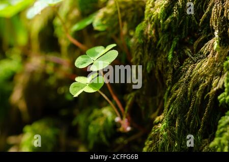 Madera de sorrel, creciendo en una piedra verde musgo en el bosque. Oxalis acetosella, el endrel común de madera, a veces se refiere al shamrock, dado como un regalo.