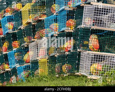 Ollas de langosta esperando para la temporada: Una gran pila de coloridas ollas de langosta o trampas amontonadas en un césped verde de la casa de un pescador. Foto de stock
