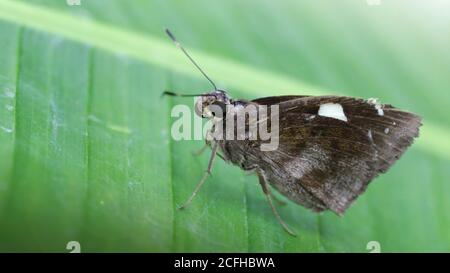 Pequeña de la selva que viven en el exterior. Siempreverde tropical