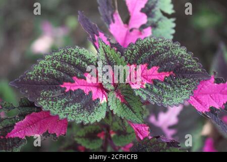 Hojas multicolor color rosa, púrpura y verde hojas de color creciendo jardín