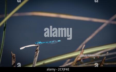 Primer plano de una libélula descansando sobre una caña con fondo borroso