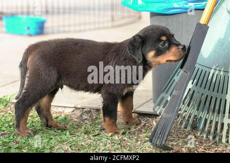 Lindo perro cachorro Rottweiler oliendo una escoba en el jardín Foto de stock