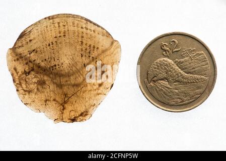 Una escala de pangolín, una de las sustancias de fauna silvestre más traficadas del planeta, sentado junto a una moneda zimbabwense con un pangolín en peligro de extinción.