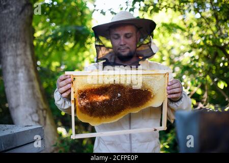 Hombre apicultor sosteniendo el marco de panal en apiario.