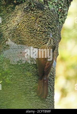 Planalto Woodcreeper (Dendrocolaptes platyrostris platyrostris) adulto aferrado al tronco del árbol Atlántico Rainforest, Brasil Junio Foto de stock