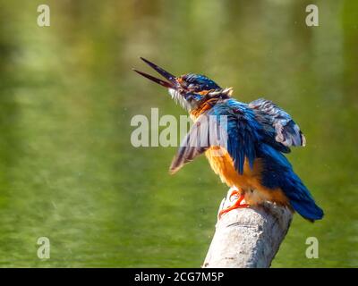 Kingfisher común (Alcedo atthis) sentado en un palo.