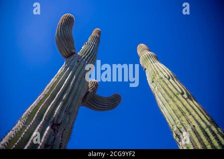 Cactus gigante mexicano, Pachycereus pringlei, cardón gigante mexicano o cactus elefante, especie de cactus nativa del noroeste de México en los estados Foto de stock